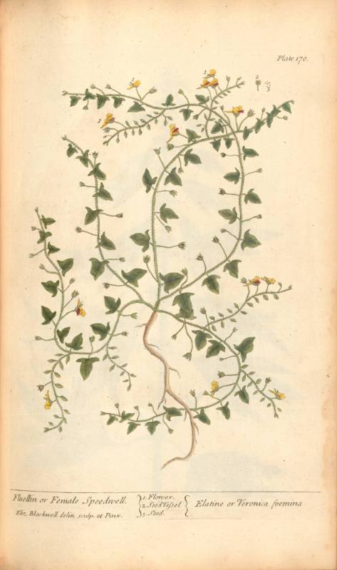 Fluellin or Female Speedwell