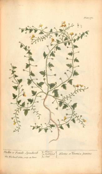 Fluellin or Female Speedwell
