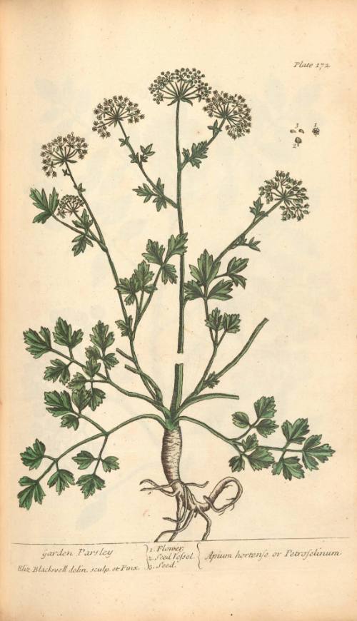 Garden Parsley
