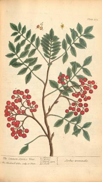 The Common Service Tree