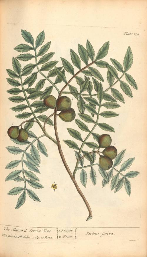The Manur-d Service Tree