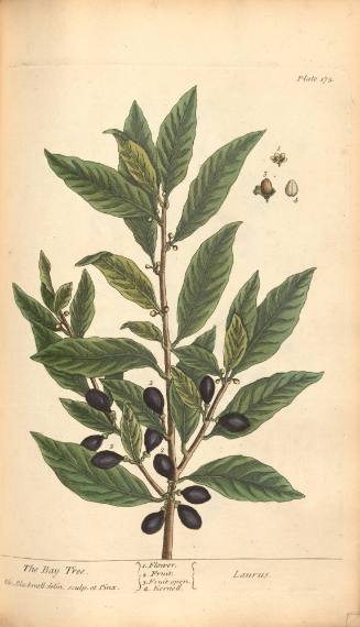 The Bay Tree