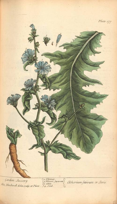 Garden Succory