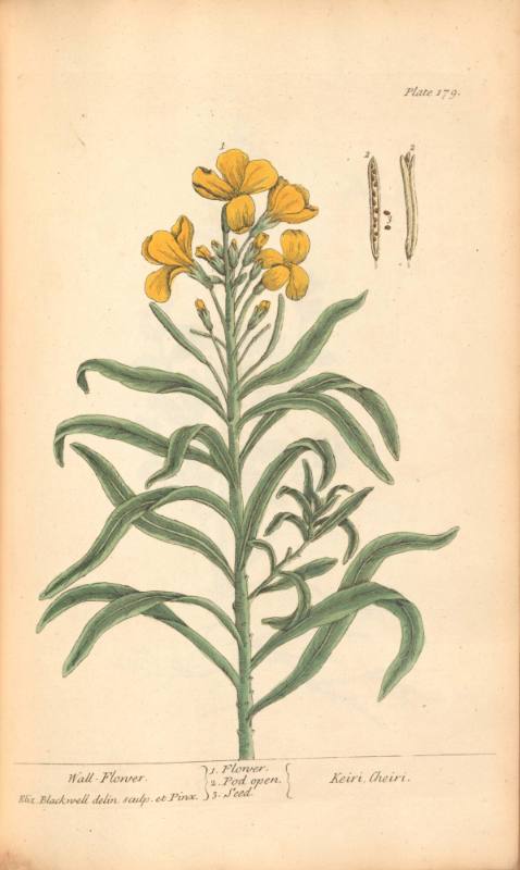Wall-Flower