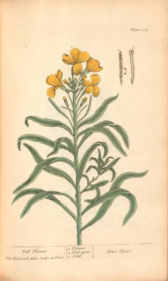 Wall-Flower