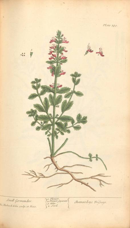 Small Germander