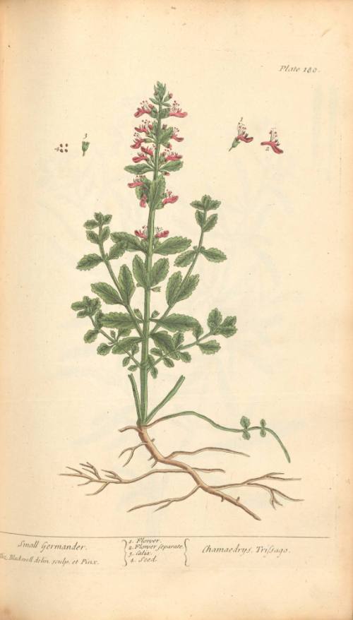 Small Germander