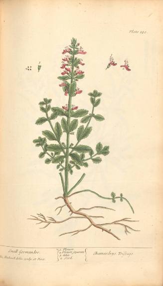 Small Germander