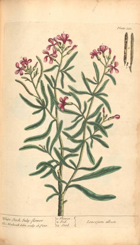 White Stock July-flower