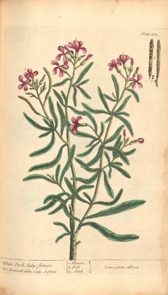 White Stock July-flower