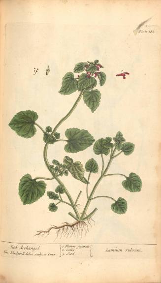 Red Archangel
