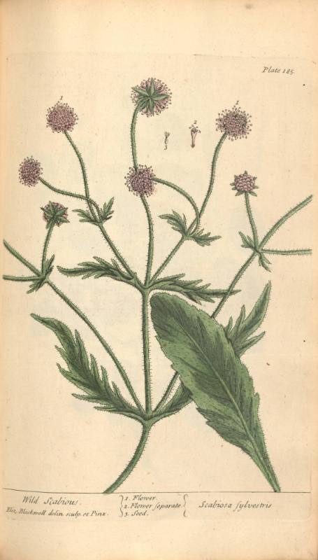 Wild Scabious