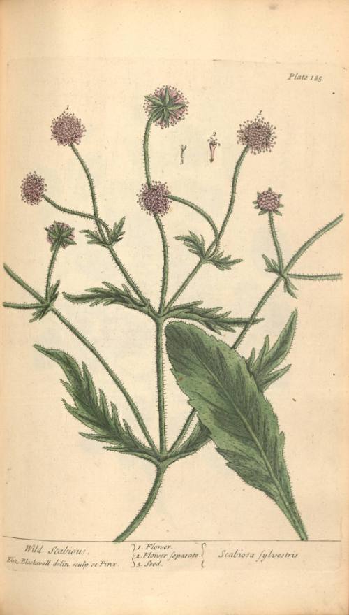 Wild Scabious