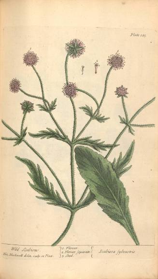 Wild Scabious