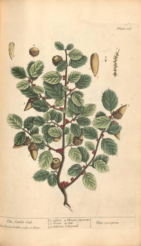 The Scarlet Oak