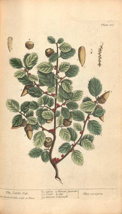 The Scarlet Oak