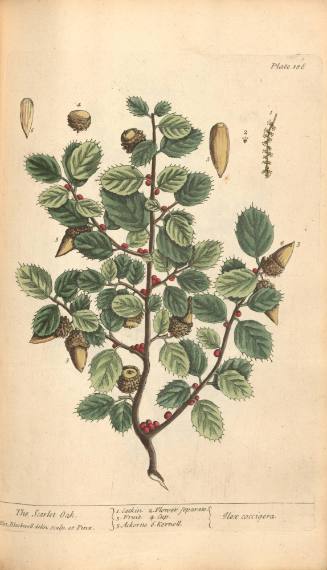 The Scarlet Oak