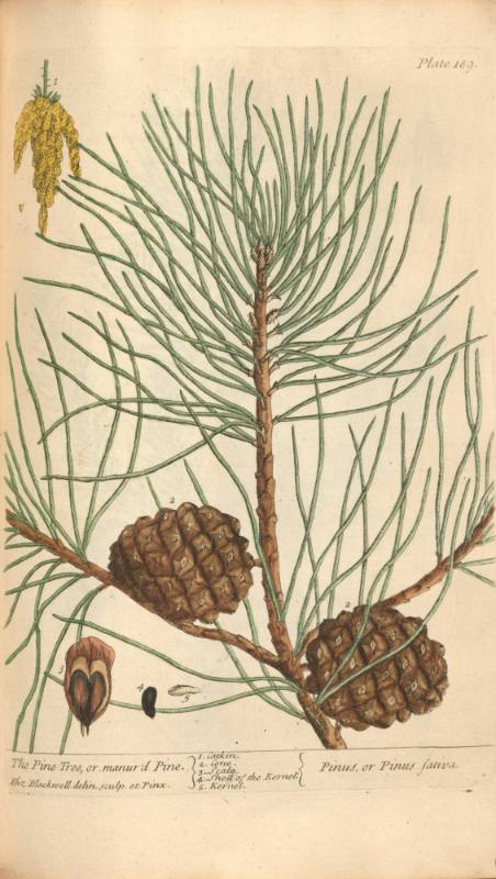 The Pine Tree or Manur'd Pine