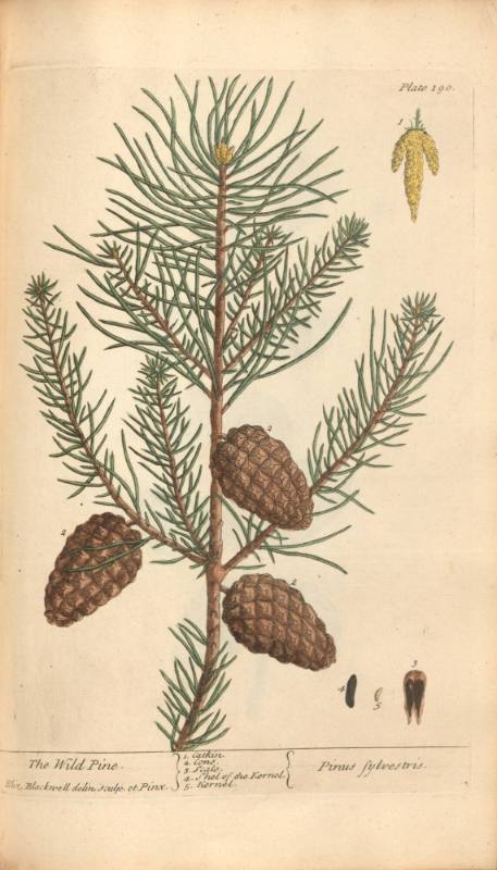 The Wild Pine