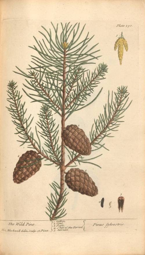 The Wild Pine