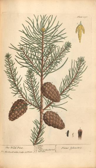 The Wild Pine