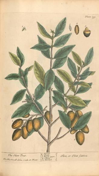 The Olive Tree