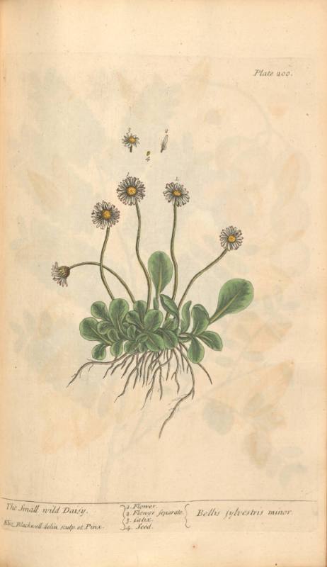 The Small Wild Daisy