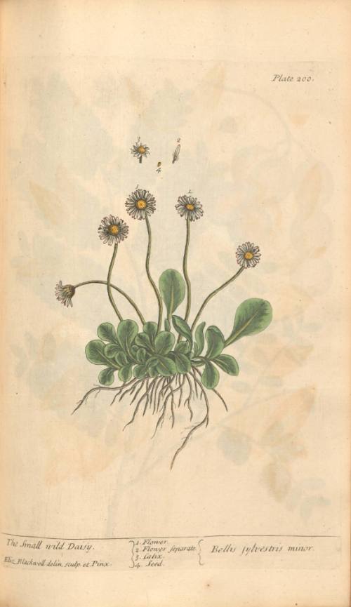 The Small Wild Daisy