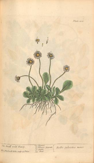 The Small Wild Daisy
