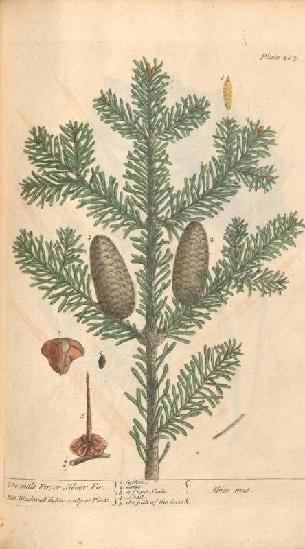 The Male Fir or Silver Fir
