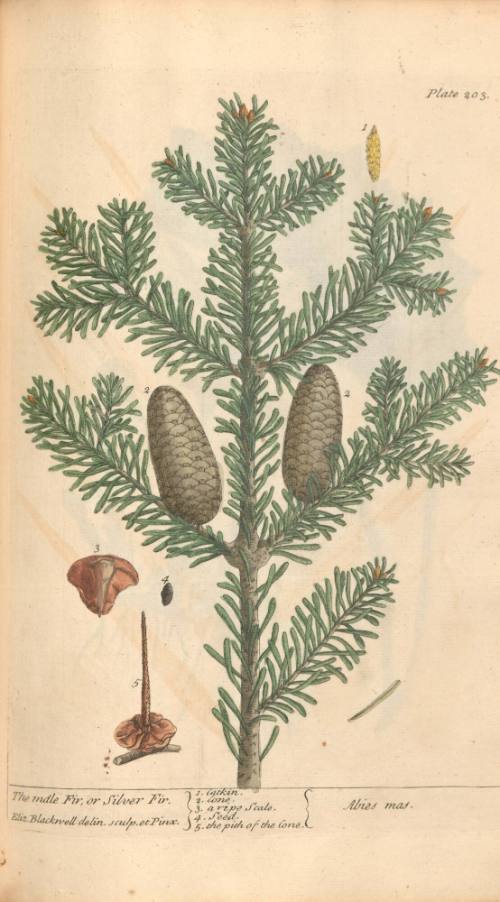 The Male Fir or Silver Fir
