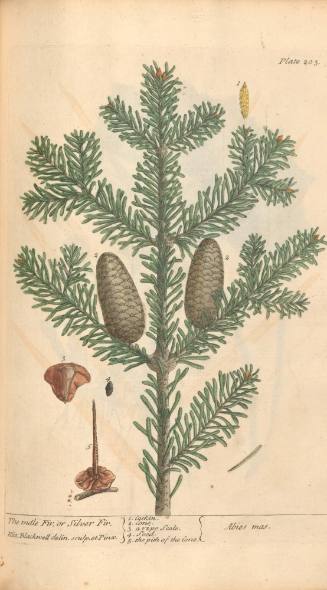 The Male Fir or Silver Fir
