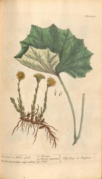 Colt's-foot or Foles-foot