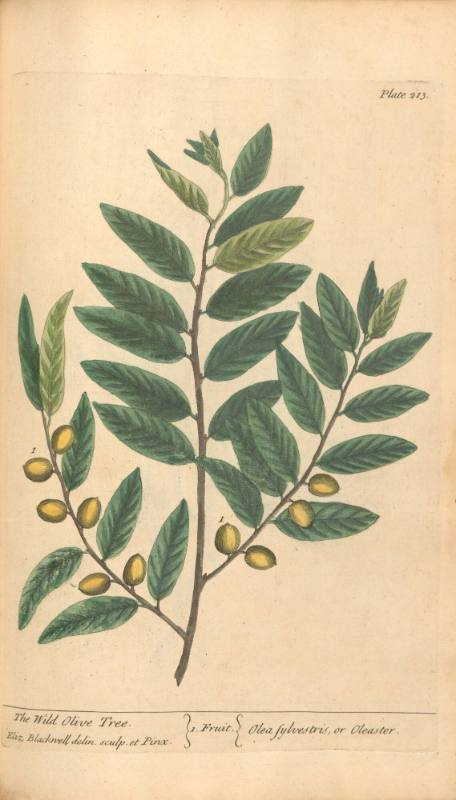 The Wild Olive Tree