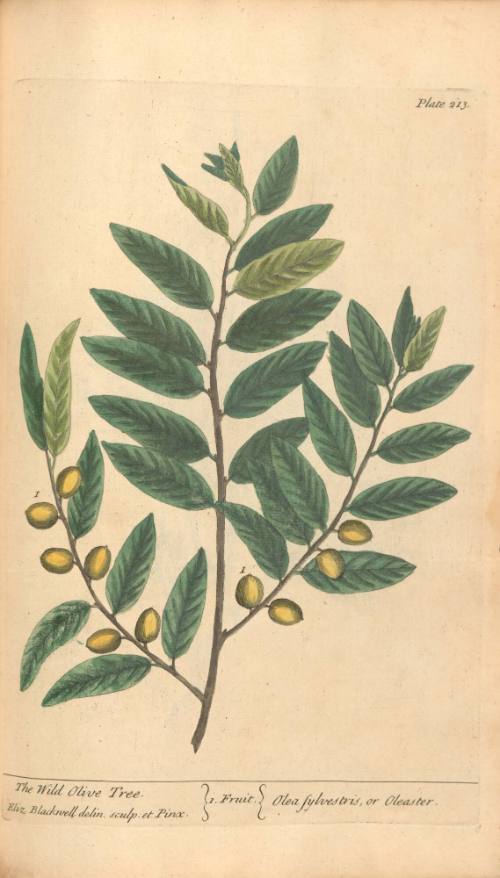 The Wild Olive Tree