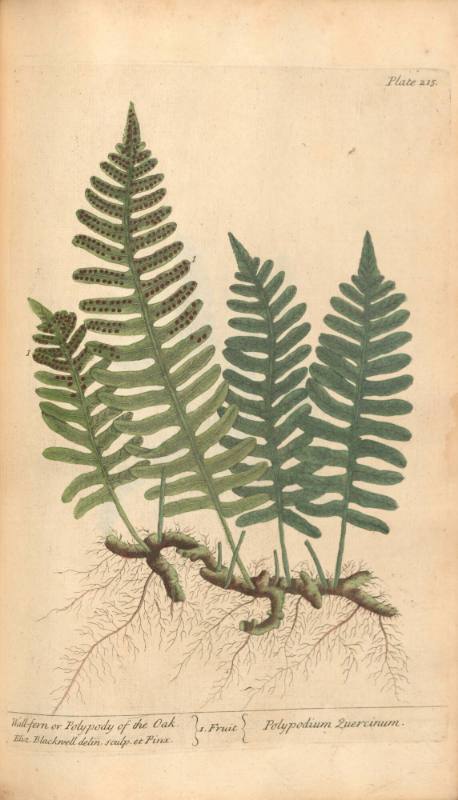 Wall-fern or Polypody of the Oak