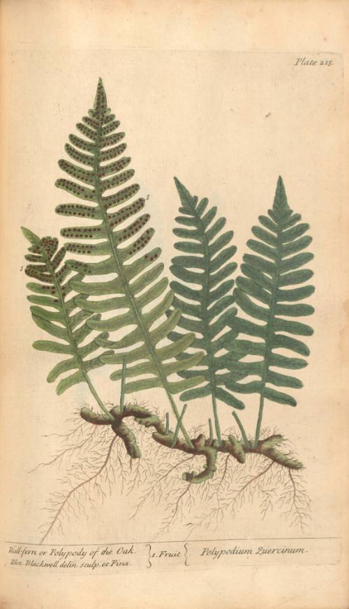 Wall-fern or Polypody of the Oak