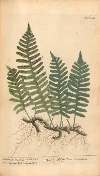 Wall-fern or Polypody of the Oak