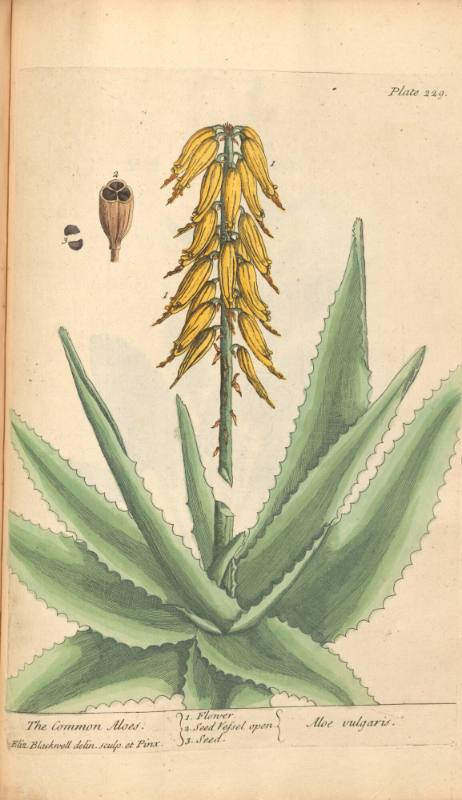 The Common Aloes