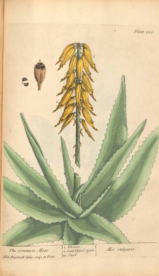 The Common Aloes