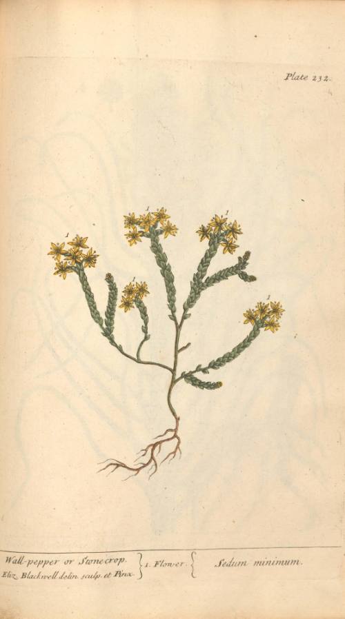 Wall-pepper or Stonecrop