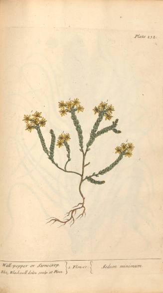 Wall-pepper or Stonecrop