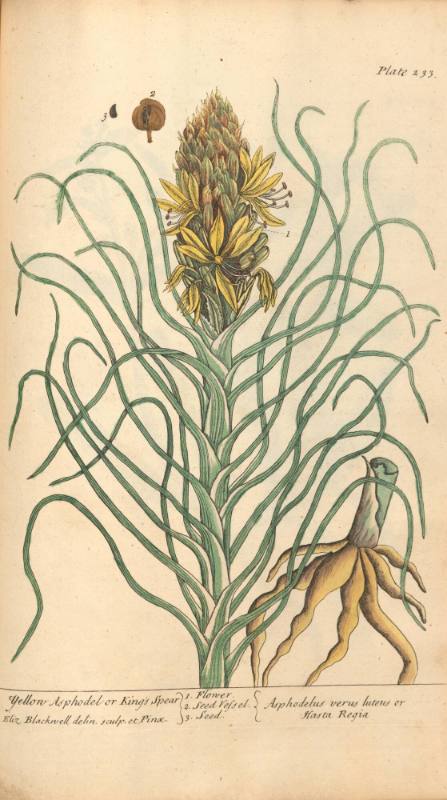 Yellow Asphodel or King's Spear