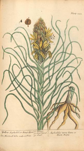 Yellow Asphodel or King's Spear