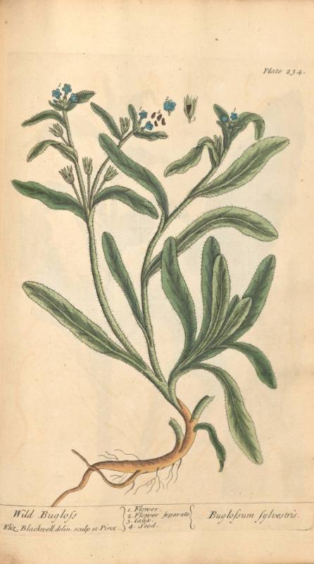 Wild Bugloss