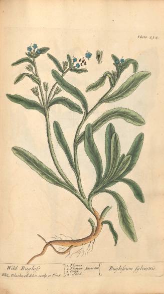 Wild Bugloss