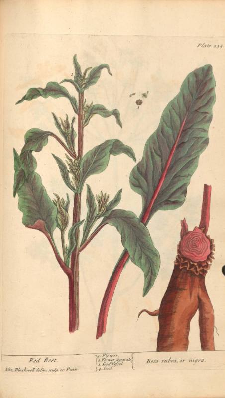 Red Beet