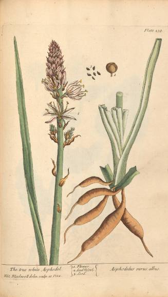 The True White Asphodel
