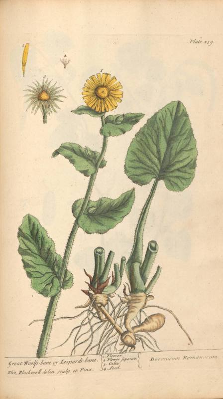 Great Woolfs-bane or Leopards-bane