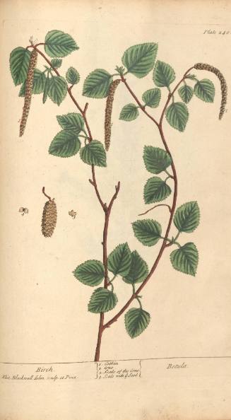 Birch